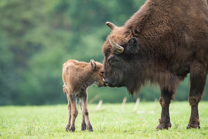 Bialowieza National Park Small Group Tour from Warsaw with Lunch included - Lunch Included, Typically Pierogi: A Simple Break That Helps You Enjoy the Forest