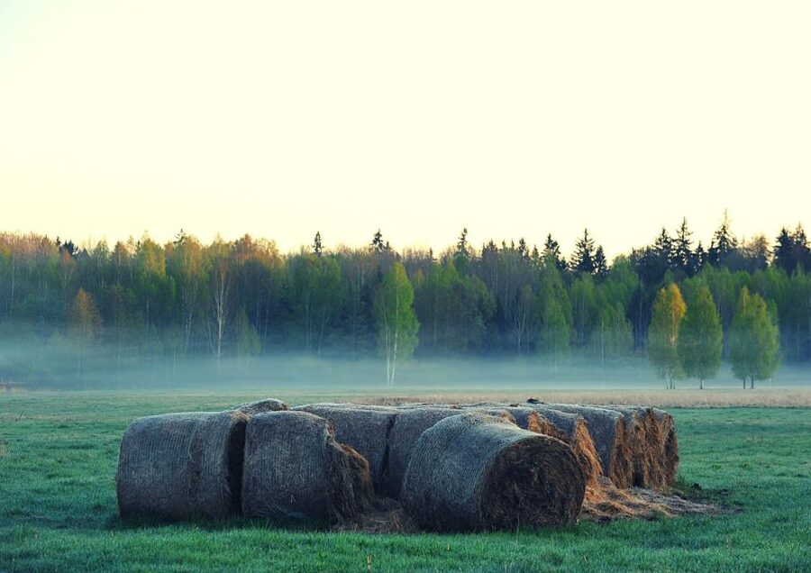 From Warsaw: Small-Group Tour to Bialowieza National Park - Price and value: what $399 covers in a long day