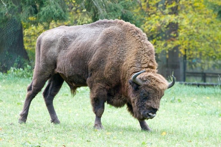 From Warsaw: Small-Group Tour to Bialowieza National Park - Warsaw to Białowieża, 15 hours of forests and practical sightseeing