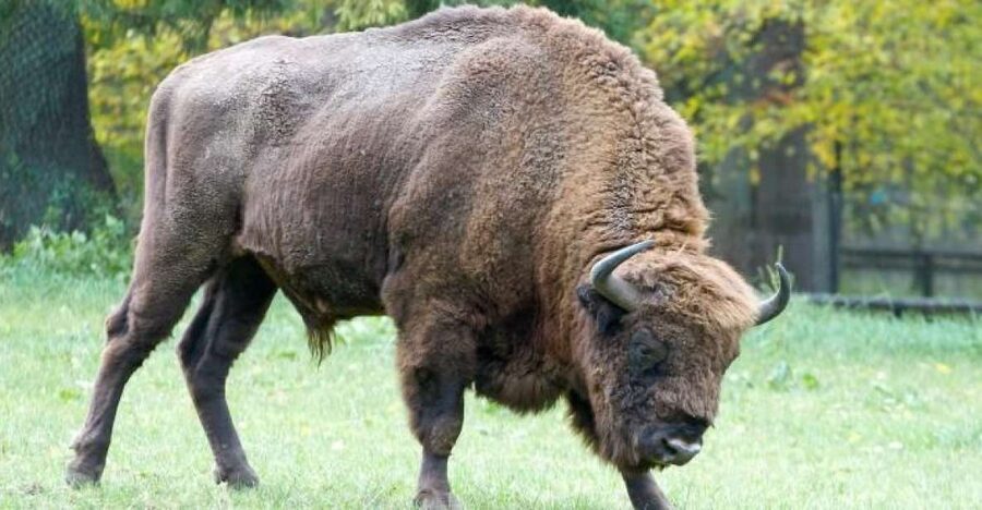 From Warsaw: Small-Group Tour to Bialowieza National Park - Entering the strictly protected reserve: the 3-hour primeval forest walk