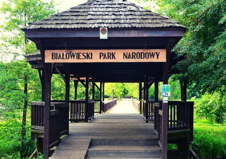 From Warsaw: Small-Group Tour to Bialowieza National Park - Pickup in Warsaw and the ride you can actually settle into