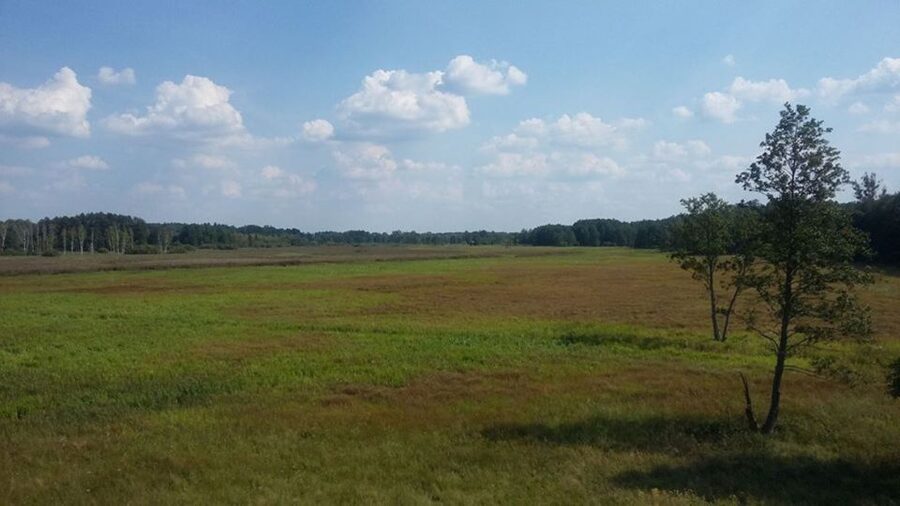 Warsaw: Bialowieza National Park and European Bison Tour - Who This Białowieża Tour Fits Best