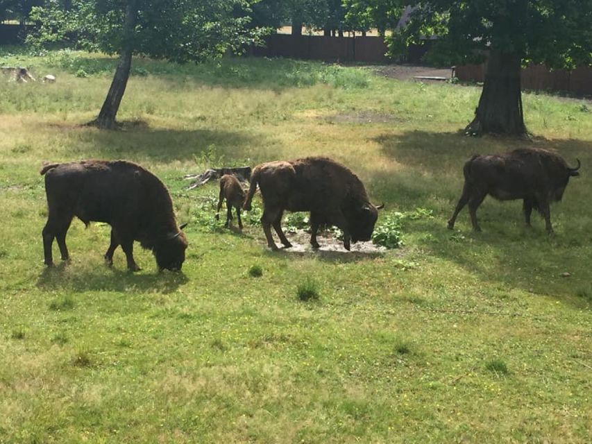 Warsaw: Bialowieza National Park and European Bison Tour - The Old-Tree Walk: Why This Part Feels Different