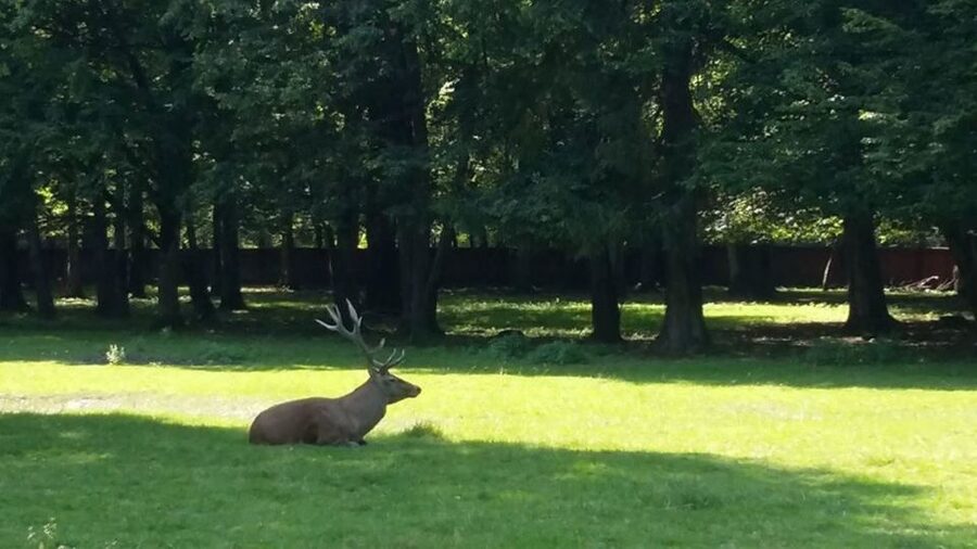 Warsaw: Bialowieza National Park and European Bison Tour - Guides and Drivers: The Difference Between a Trip and a Real Day