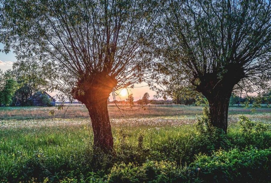 Warsaw: Half-Day Private Chopin Tour to Zelazowa Wola - From your hotel to Mazovia: the ride that sets the mood