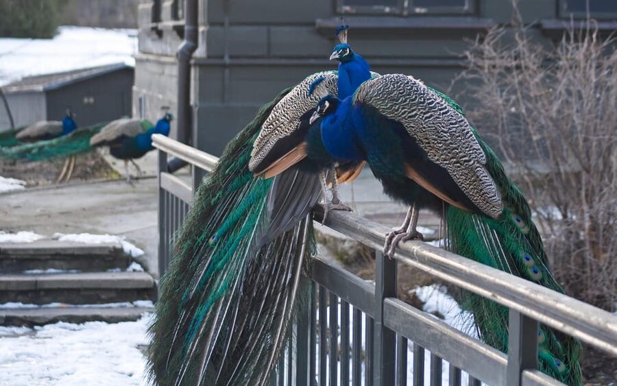 Warsaw Zoo Skip-the-Line Entry Ticket with Private Transport - Skip-the-line entry: getting to the animals without the queue tax